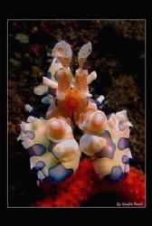 Harlequin Shrimp taken in Tulamben Bali Indonesia, Canon ... by Kaufik Anril Hartantho 